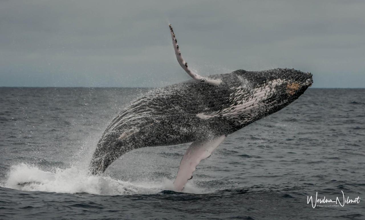 Whale House Hotel ปูแอร์โตโลเปซ ภายนอก รูปภาพ